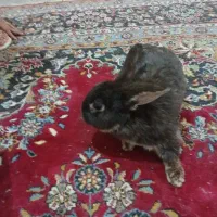 1عددخرگوش لوپ