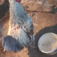 خروس محلی تعداد ۶ عدد