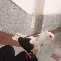 کفتر گمشده پشت سیاه