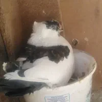 کفتر نقش