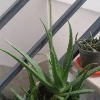 گلهای آپارتمانی|گل و گیاه طبیعی|الوند, |دیوار