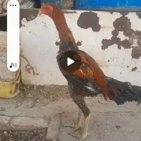 جوجه لاری خروس