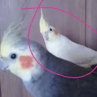 عروس هلندی در محله سپهسالار ابشار گم شده