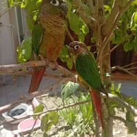 دو عدد گرینچی یلوساید
