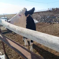 تلیسه ۳۰۰کیلویی