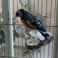 سهره خوش صدا، محمدشهر|پرنده|محمدشهر, ولدآباد|دیوار