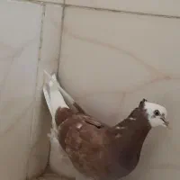 فروش پنج تا کبوتر|پرنده|بندر کنگان, |دیوار