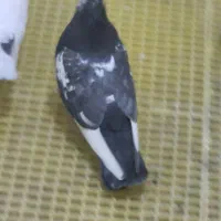 کبوتر کشتنی(قابل معاوضه)|پرنده|بهبهان, |دیوار