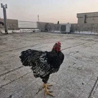 خروس ویاندوت ۵ ماه