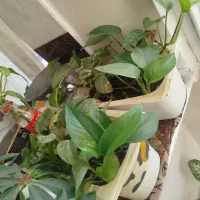 انواع گل های طبیعی شاداب و سرحال