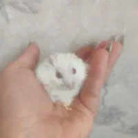 قیمت استثنایی همستر کمپل