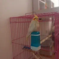 عروس هلندی نژاد لتینو،رام و دوست داشتنی