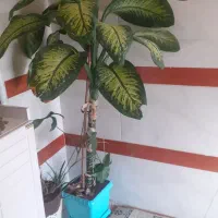 گل دیفن باخیا