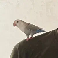 طوطی برزیلی گمشده