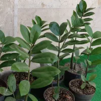 زاموفیلیا گل آپارتمانی