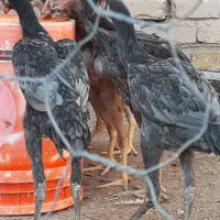 مرغ وخروس لاری نژاد دار اصیل|حیوانات مزرعه|قزوین, |دیوار