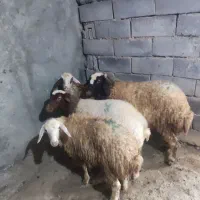 گوسفند