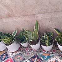 سانس و غیره