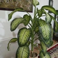 گل دیفن باخیا|گل و گیاه طبیعی|گلبهار, شهر جدید گلبهار|دیوار