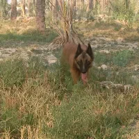 مفقود شدن دوتا سگ مالینیوز|سگ|سعدآباد, |دیوار