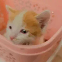 گربه کوچک|گربه|تهران, آرژانتین|دیوار