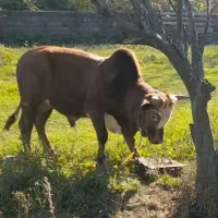 ورزا کوله اث همه چی تمام