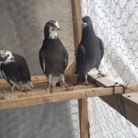 تهرانی و طوقی