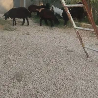 هشت راس بره