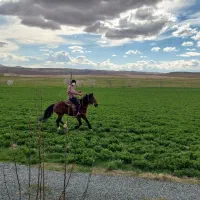 اسب مادیان جوان