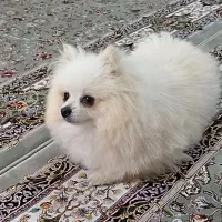 سگ  خانگی