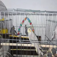 یه جفت عروس هلندی با چهار جوجه ۵ شش ماهه|پرنده|پیشوا, |دیوار