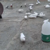 کبوتر طوقی|پرنده|سنقر, |دیوار