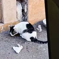 واگذاری بچه گربه رایگان