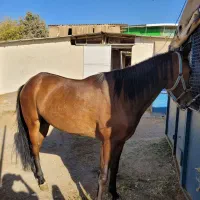 اسب مادیون ایرانی|اسب و تجهیزات اسب‌سواری|مشهد, کوثر|دیوار