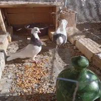 ۷ عدد کبوتر ۵عددطوقی ۲عدد دم سیاه  ۲.۷۰۰.۰۰۰