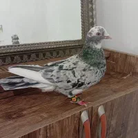 کبوتر|پرنده|کرمانشاه, |دیوار