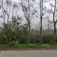 فروش زمین مسکونی تربگوده سند تک برگ دو کله (مالک)|فروش زمین و ملک کلنگی|بندر انزلی, تربه گوده|دیوار