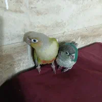 گیرنچیک تراکویس|پرنده|کرج, فاز ۳ گوهردشت|دیوار