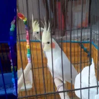 عروس هلندی لوتینو ماده|پرنده|کرج, شاهین‌ویلا|دیوار