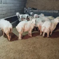 بره پروار بتونی گوسفند میش