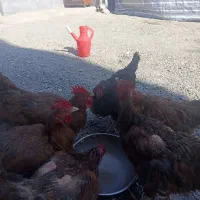 ۶ مرغ تخم گذار
