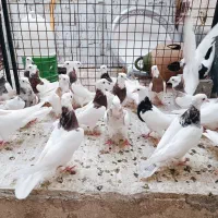 کفتر طوقی کاکلی