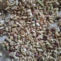 لوبیا دامی و مرغی