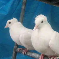 کبوتر|پرنده|قم, الغدیر|دیوار