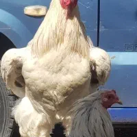 خروس برهما اصل