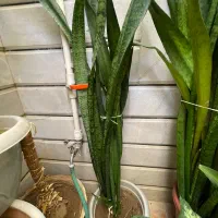 گل سانسوریا|گل و گیاه طبیعی|مبارکه, |دیوار