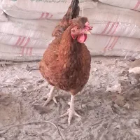 مرغ وبوقلمون