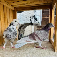 کبوتر گرفتنی|پرنده|قم, زنبیل آباد|دیوار