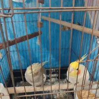 یک جفت عروس هلندی نر ماده