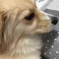 سگ پامرین اشپیتز